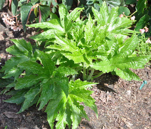 B. ‘Green Machine’